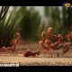تعاون رمز غلبه بر سختی ها است 