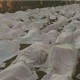نامه فعالان رسانه و استادان دانشگاه‌ به بان‌کی‌مون در اعتراض به فاجعه منا + اسامی امضا‌کنندگان