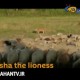 شیری که نگهبان گله گوسفندان شد