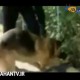  توانایی سگ‌های پلیس برای کشف بمب