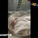 عجیب‌ترین مرغ عشقی که تاکنون دیده‌اید