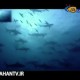 تصاویری بی نظیر از دنیای زیر آب